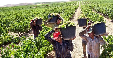 Suelos y semillas saludables para una buena alimentación, dijo el titular de la FAO