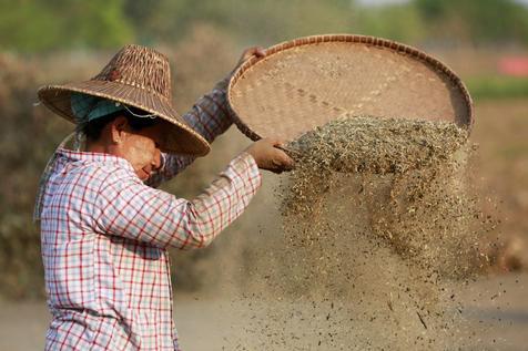 Cultivos de frijoles en Myanmar