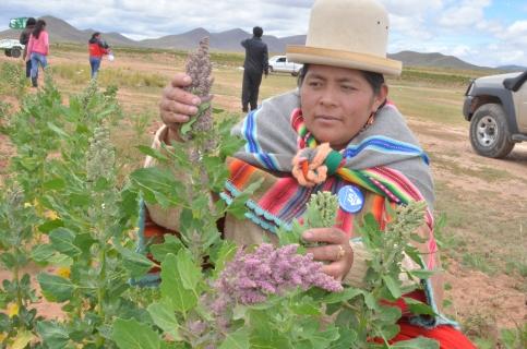 Una mujer en la cosecha de quinua