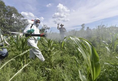 Fumigando contra las langostas gigantes