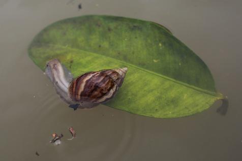 El caracol de su casa 