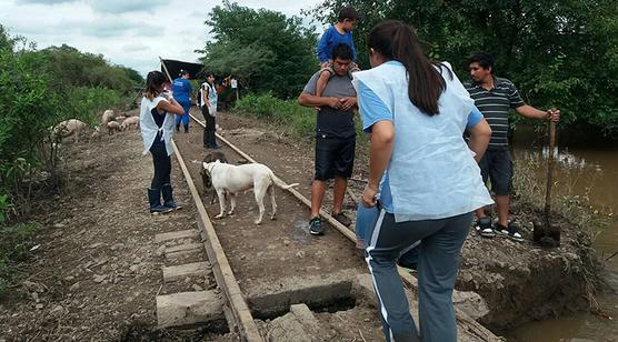 Animales inundados