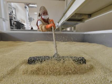 El cereal energético de los Andes