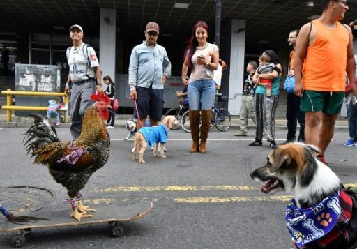 Celebran una ley que establece penas de cárcel y multas por maltrato animal