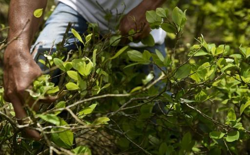 Un cocalero trabaja en un campo de coca en Pueblo Nuevo, en el municipio de Briceno, Colombia