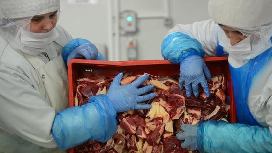 carne podrida y contaminada