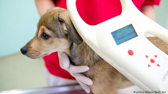 Control poblacional de perros