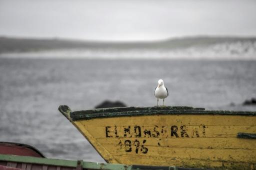 Vista de una gaviota en La Serena