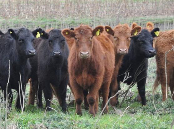 Carne argentina despreciada por los europeos