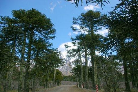 Araucarias con la cordillera de Los Andes de fondo. Un árbol legendario 'enfermo' y en peligro. (foto: Ansa)