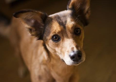 Perros usan expresiones faciales para comunicarse (foto: Ansa)