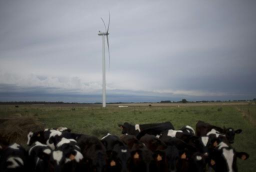 Vacas pastando en las cercanías de Montevideo