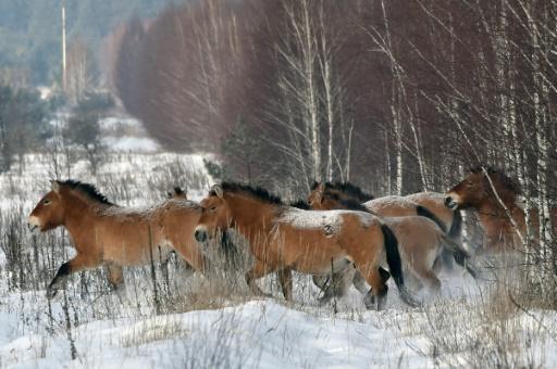 Caballos de raza Przewalski, en Ucrania