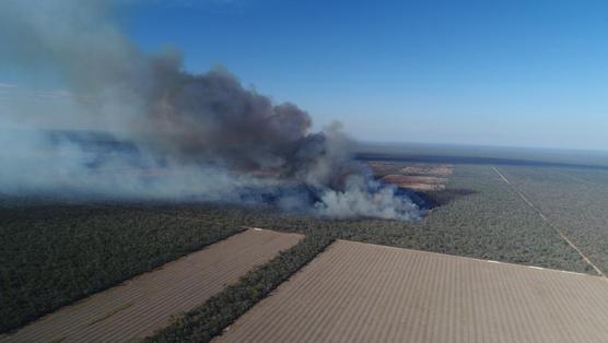 Una parcela de bosque se esfuma para dejar paso al cultivo de soja