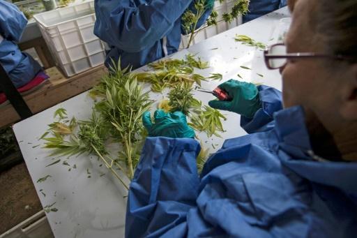  Cannabiol, un producto elaborado por Knop, laboratorio chileno dedicado a la medicina homeopática y fitoterápica