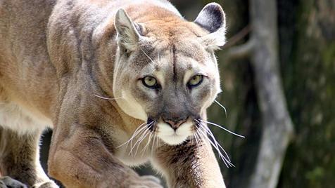 El puma concolor couguar, más conocido como el puma del este deNorteamérica, uan especie declarada extinta (foto: Ansa)