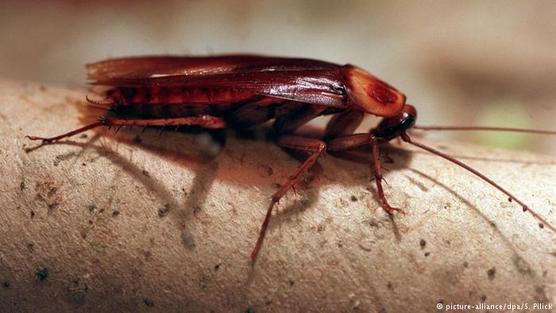 Cucaracha domestica