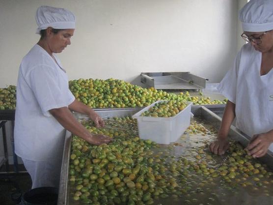 Dos operarias seleccionan manualmente umbús-cajás, en la fábrica de la Cooperativa Ser do Sertão