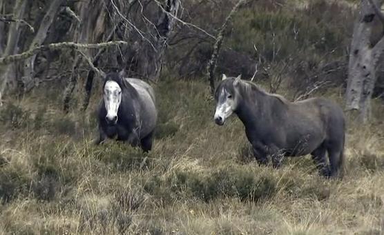 Caballos salvajes australianos