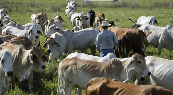 Los animales en corral