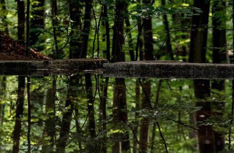 Escuchar al bosque, un antiguo arte japonés (foto: ANSA)