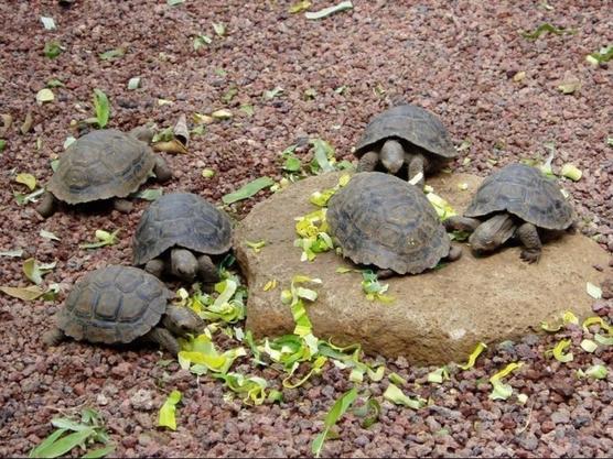 Tortugas gigantes de la especie Chelonoidis Nigra