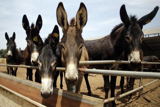 Burros en una ciudad china