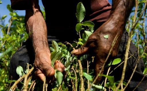 Un recolector de hojas de coca en el departamento de Guaviare, Colombia