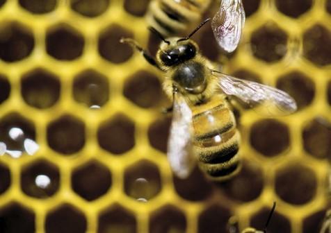 Abejas para controlar contaminación en Roma (foto: Ansa)