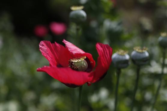 Flores de amapola sembradas en las montañas de la Sierra Madre del Sur, en el estado de Guerrero, en México