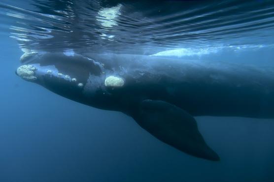 Ballena