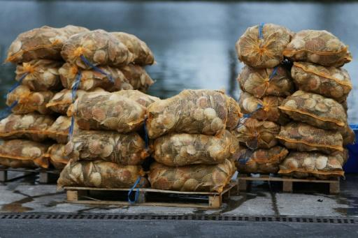 Redes con vieiras permanecen apiladas en el puerto de Ouistreham, al noroeste de Francia