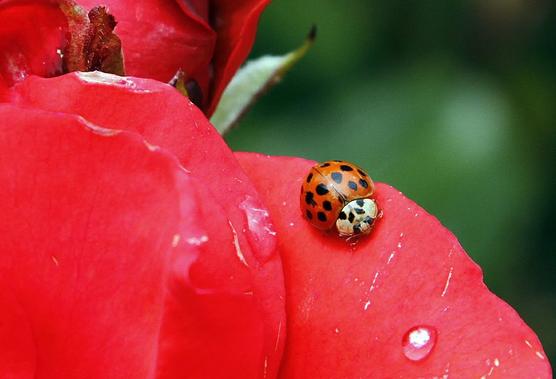 Mariquita o catitas en extinción