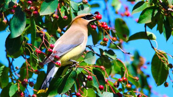 Aves se emborrachan con frutos