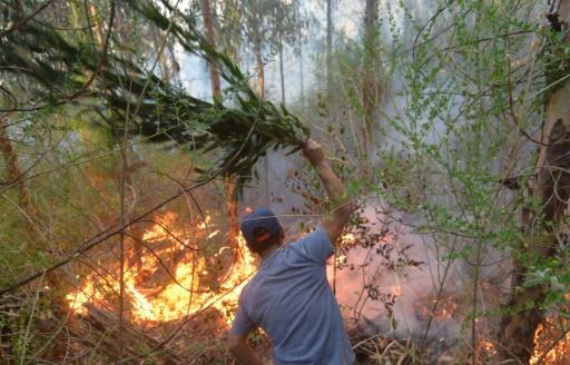 Calentamiento global y sequia terminan con bosques chilenos