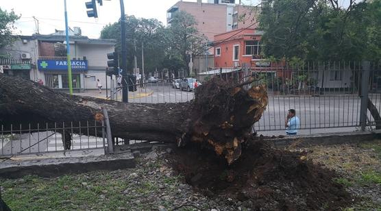 Árbol caído