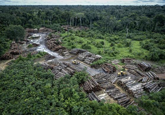 Arboles cortados detectados por IBAMA