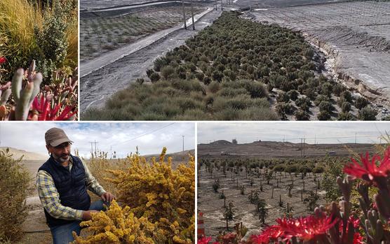 El cubano Panqueque y el desierto verde