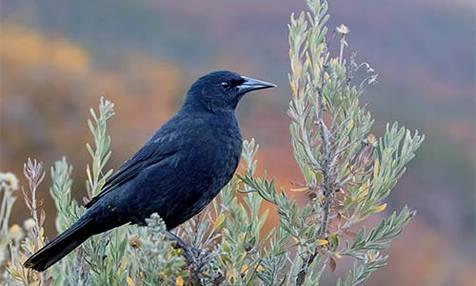 El zorzal patagónico, una de las cinco especies de aves estudiadas (foto: Ansa)