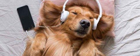 Música para mascotas