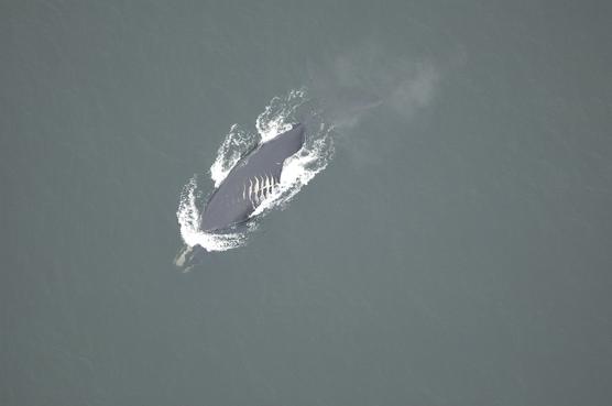 Desplazamiento de una ballena