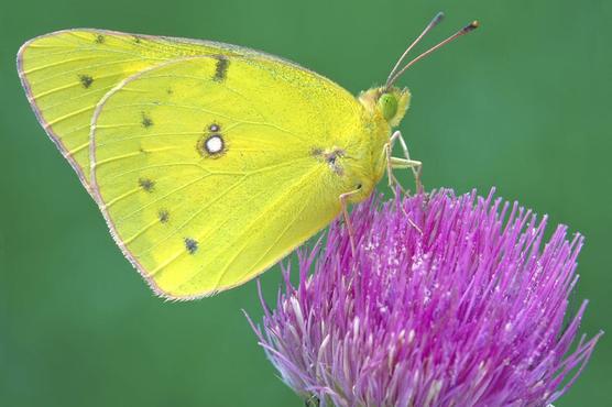 Una mariposa nebulosa de azufre en Cromwell, Connecticut