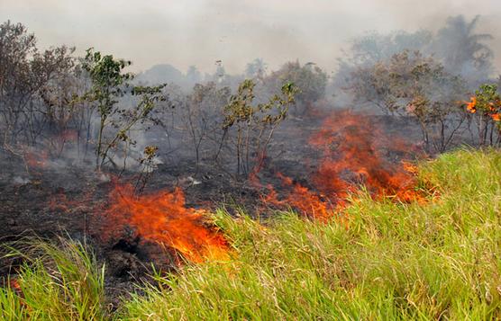 Incendios del año pasado 