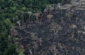 Una extensión de la selva amazónica después de que fue despejada por agricultores en Itaituba, Pará