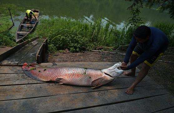 Peces contaminados por la minería ilegal