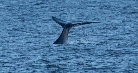 Una imagen de la ballena franca austral en los mares del sur de Chile (foto: Ansa)