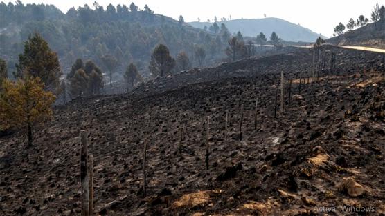 Los incendios arrasaron con más de 300.000 hectáreas