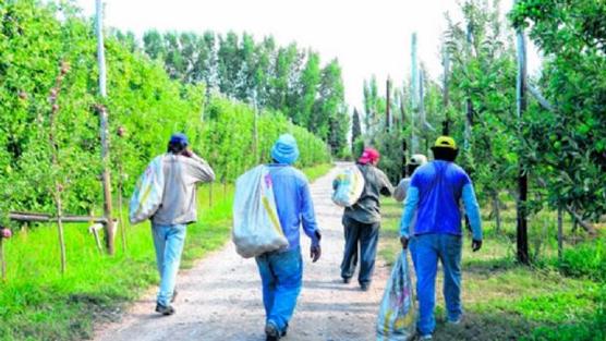 Cosecheros tucumanos a recolectar peras y manzanas