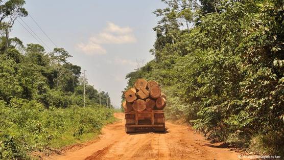 Los incendios producen el robo forestal