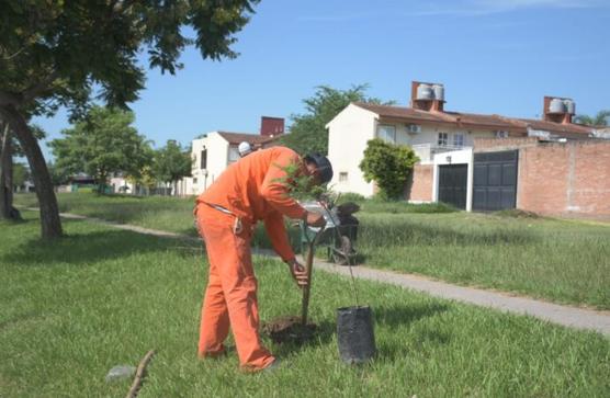 Forestación de árboles